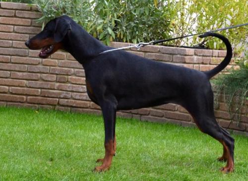 Afrodite Di Villa Amulett | Black Doberman Pinscher