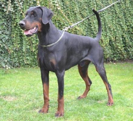 Archibald Di Villa Amulett | Black Doberman Pinscher