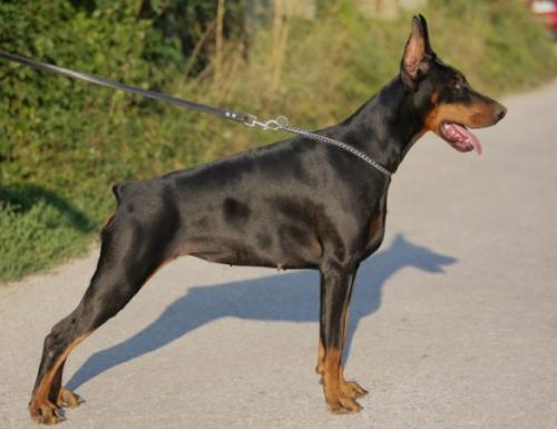 Laurus Alias di Villa Amulett | Black Doberman Pinscher