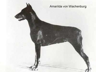 Amarilda v. Wachenburg | Black Doberman Pinscher