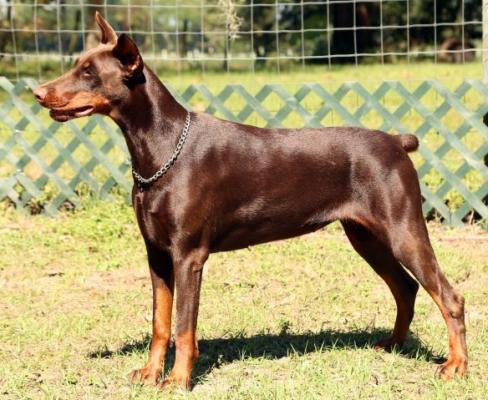 Charismatic's Amazing Gracie | Brown Doberman Pinscher