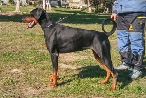 Jada iz Zoosfery | Black Doberman Pinscher