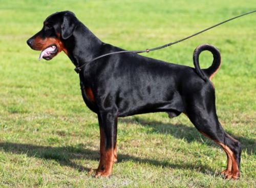 Via Felicium Zepter | Black Doberman Pinscher