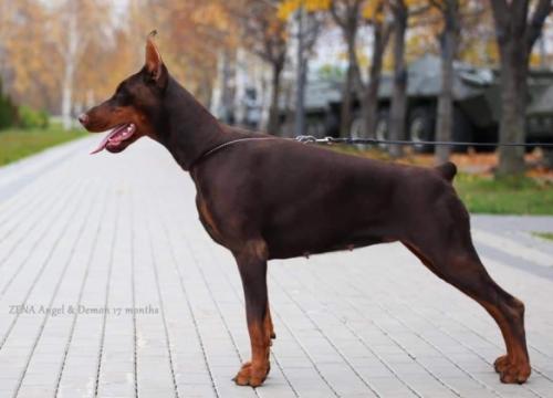 Zena Angel & Demon | Brown Doberman Pinscher