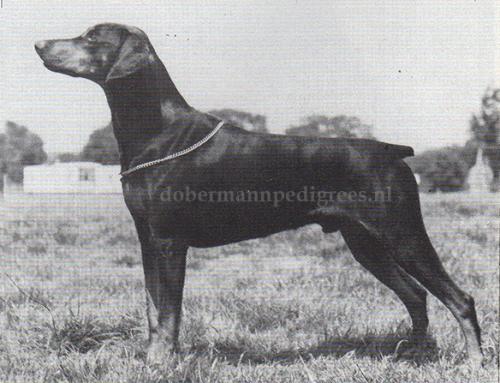 Royal Bertie of Chevington | Black Doberman Pinscher