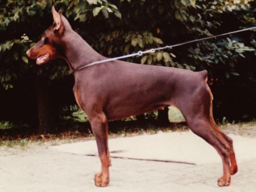 Mia v. Norden Stamm | Brown Doberman Pinscher