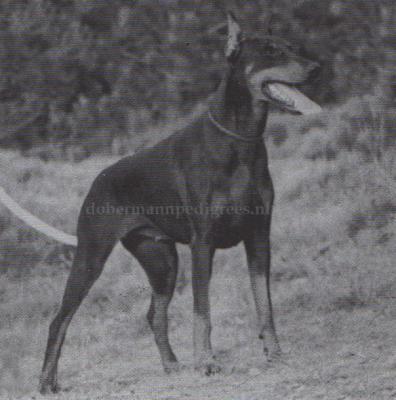 Nirka v. Zirpen (LOF 20603) | Black Doberman Pinscher