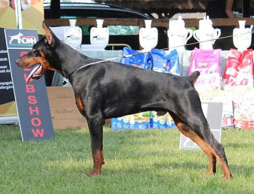 Korvinusz di Modello | Black Doberman Pinscher