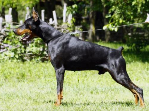 Michigan di Modello | Black Doberman Pinscher