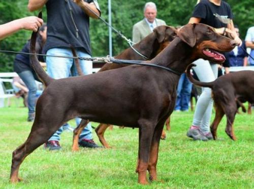 Magica v. Elbauetal | Brown Doberman Pinscher