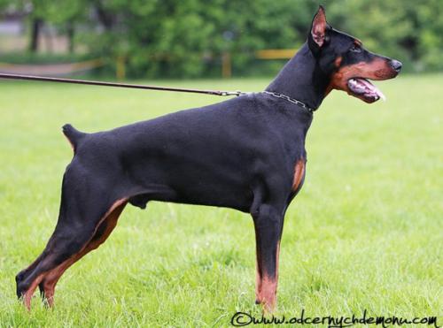 Vambo Halit Pasa | Black Doberman Pinscher