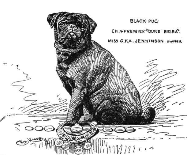 Premier Duke Beira | Pug 