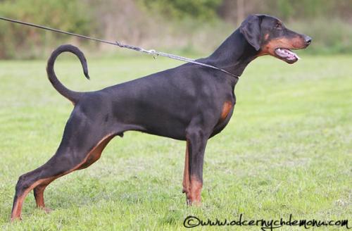 Veron Halit Pasa | Black Doberman Pinscher