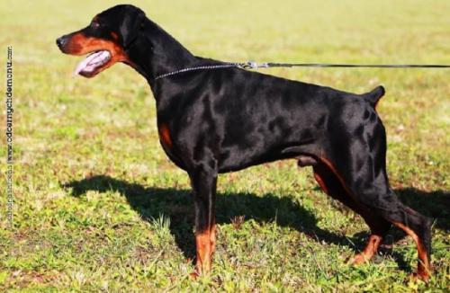 Vuitton Halit Pasa | Black Doberman Pinscher