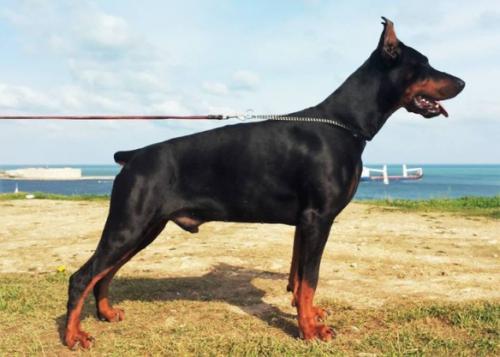 Ak-Yar Zhores | Black Doberman Pinscher