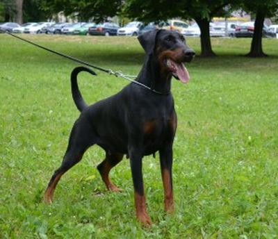 Lady Gaga of Konlight | Black Doberman Pinscher