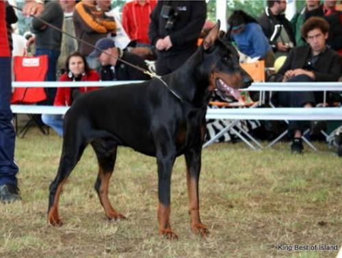 King Best of Island | Black Doberman Pinscher