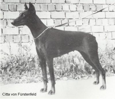Citta v. Fürstenfeld | Black Doberman Pinscher