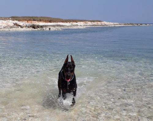 Ombre of Konlight | Black Doberman Pinscher