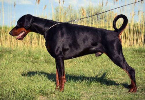 Tahi-Reme Chico | Black Doberman Pinscher