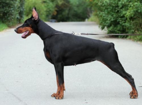 Tahi-Reme Chili | Black Doberman Pinscher