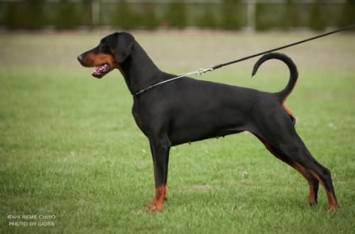 Tahi-Reme Chiyo | Black Doberman Pinscher