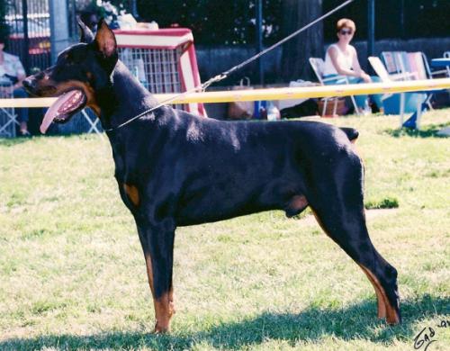 Nike de Xavie | Black Doberman Pinscher