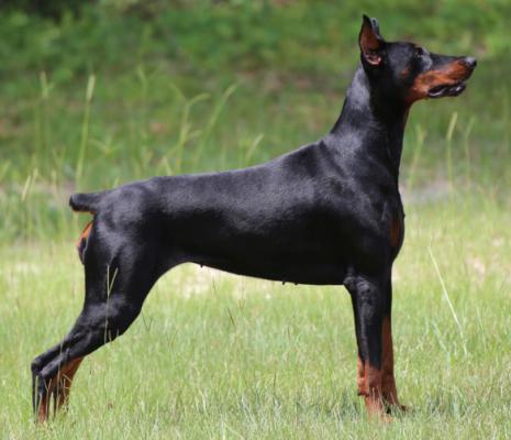 Charismatic's Daisy Duke | Black Doberman Pinscher