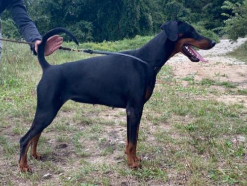 Althea (LO1876945) | Black Doberman Pinscher