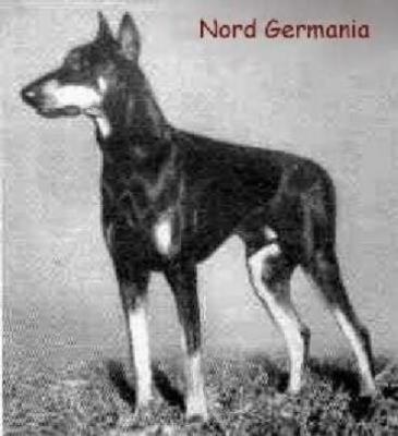 Nord Germania | Black Doberman Pinscher