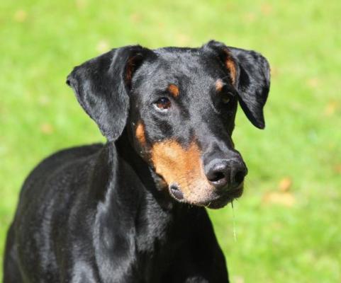 Lunascura Legion | Black Doberman Pinscher