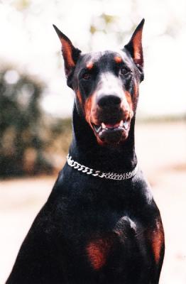 Hitman de la Vallee de la Tendresse | Black Doberman Pinscher