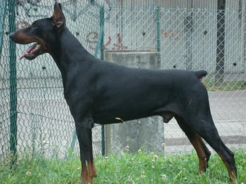 Tempo della Via Cona | Black Doberman Pinscher