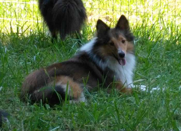 Elaraia Fancy Aednat InSatin NVelvet | Shetland Sheepdog 