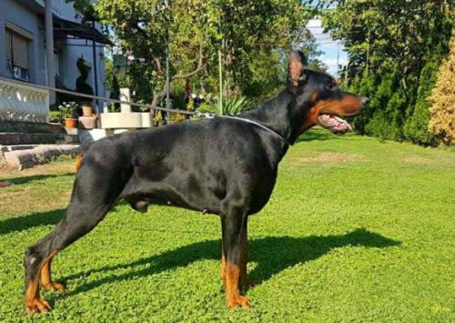 Miller Casa di Zorzzi | Black Doberman Pinscher