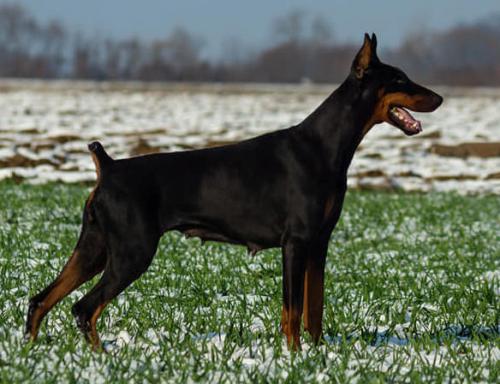 Ester Stojke v. Belic House | Black Doberman Pinscher