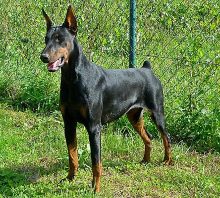 Billy from Andromeda Stars | Black Doberman Pinscher