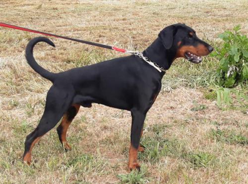 Bronte dei Galileo Galilei | Black Doberman Pinscher