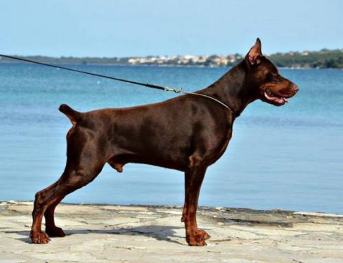 Felix Felicis Allegro | Brown Doberman Pinscher