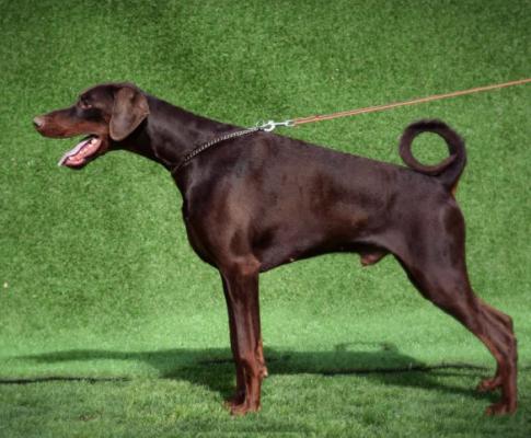 Tahi-Reme Hugo | Brown Doberman Pinscher