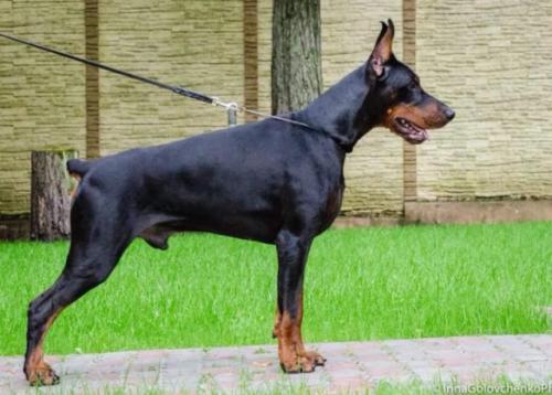 Tahi-Reme Zed | Black Doberman Pinscher