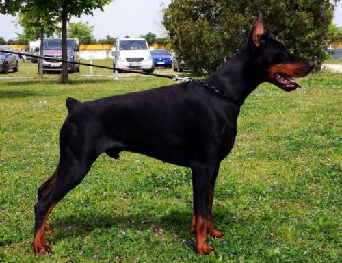 Tahi-Reme Vito | Black Doberman Pinscher