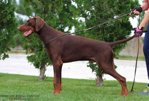 Pride of Russia Fantom | Brown Doberman Pinscher