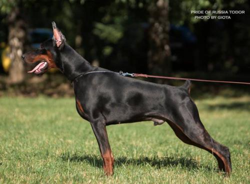 Pride of Russia Todor | Black Doberman Pinscher