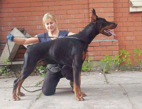 Einar iz Zoosfery | Black Doberman Pinscher