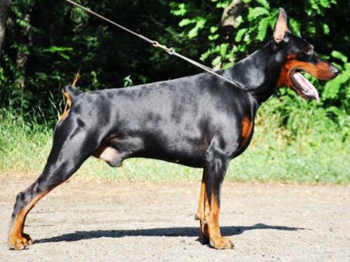 La Mansh iz Zoosfery | Black Doberman Pinscher