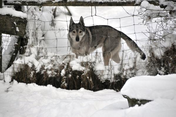 Alva spod Dumbiera | Czechoslovakian Wolfdog 