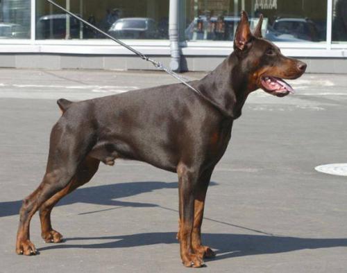 Led Zeppelin iz Zoosfery | Brown Doberman Pinscher