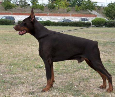 Zander iz Zoosfery | Black Doberman Pinscher