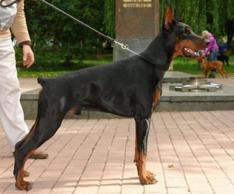 Jordan iz Zoosfery | Black Doberman Pinscher